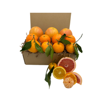 BOX5- Winter Citrus Trio 11CT - Honey Bear Fruit Baskets